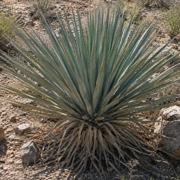 Yucca rigida (Juka tuhá) ‘BLUE SENTRY’- výška 10-15 cm, kont. P9/P11